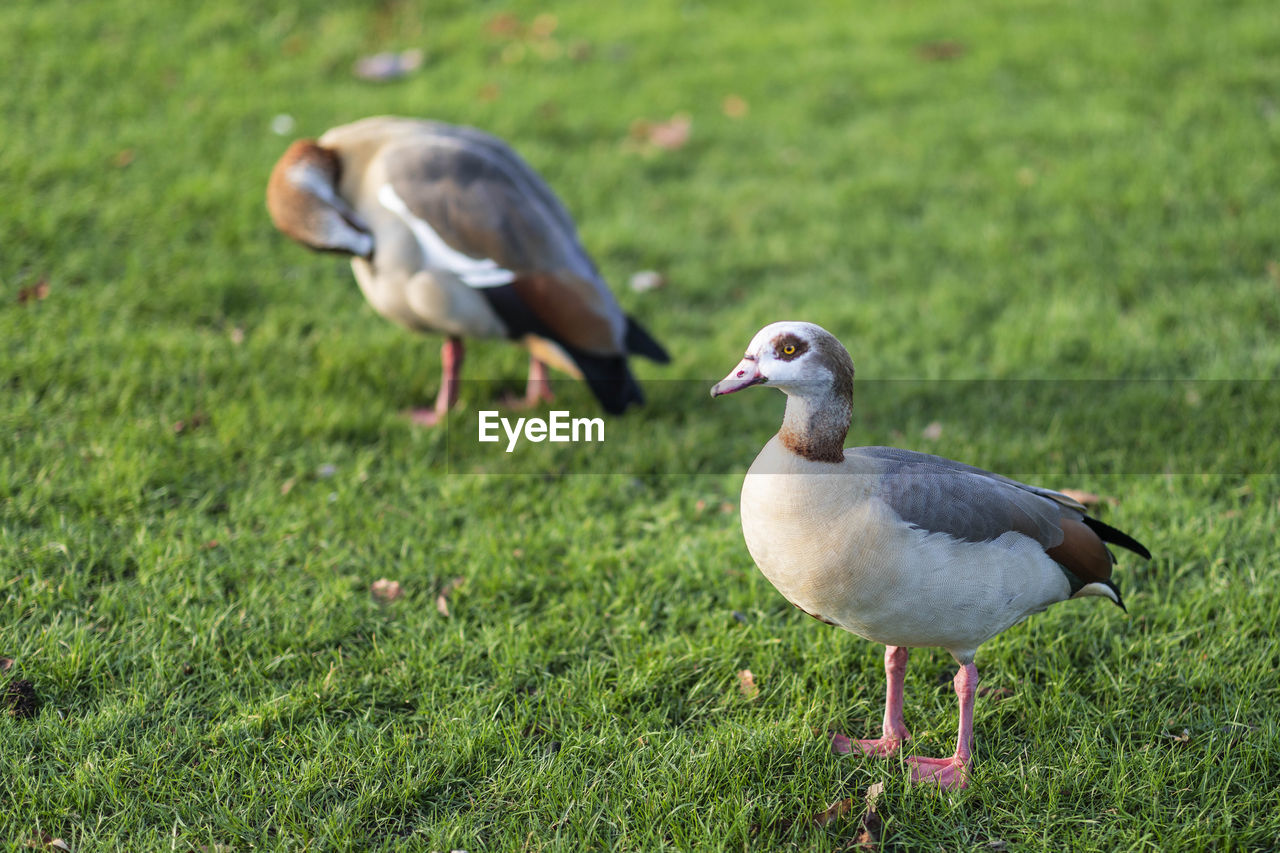 bird, animal themes, animal, animal wildlife, wildlife, grass, nature, plant, group of animals, beak, land, green, no people, field, water bird, day, outdoors, two animals, goose, full length, grass area, focus on foreground