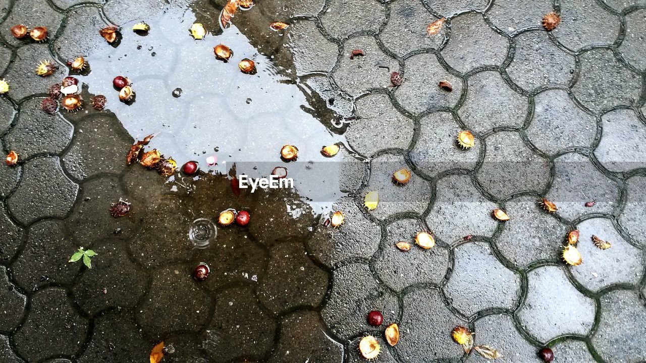 Chestnut fallen on wet street