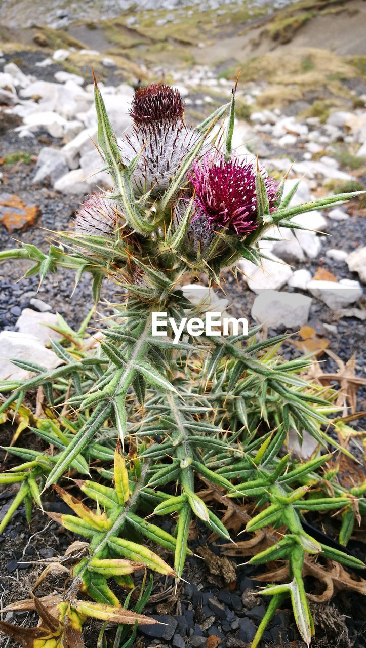 CLOSE-UP OF FLOWERS GROWING OUTDOORS