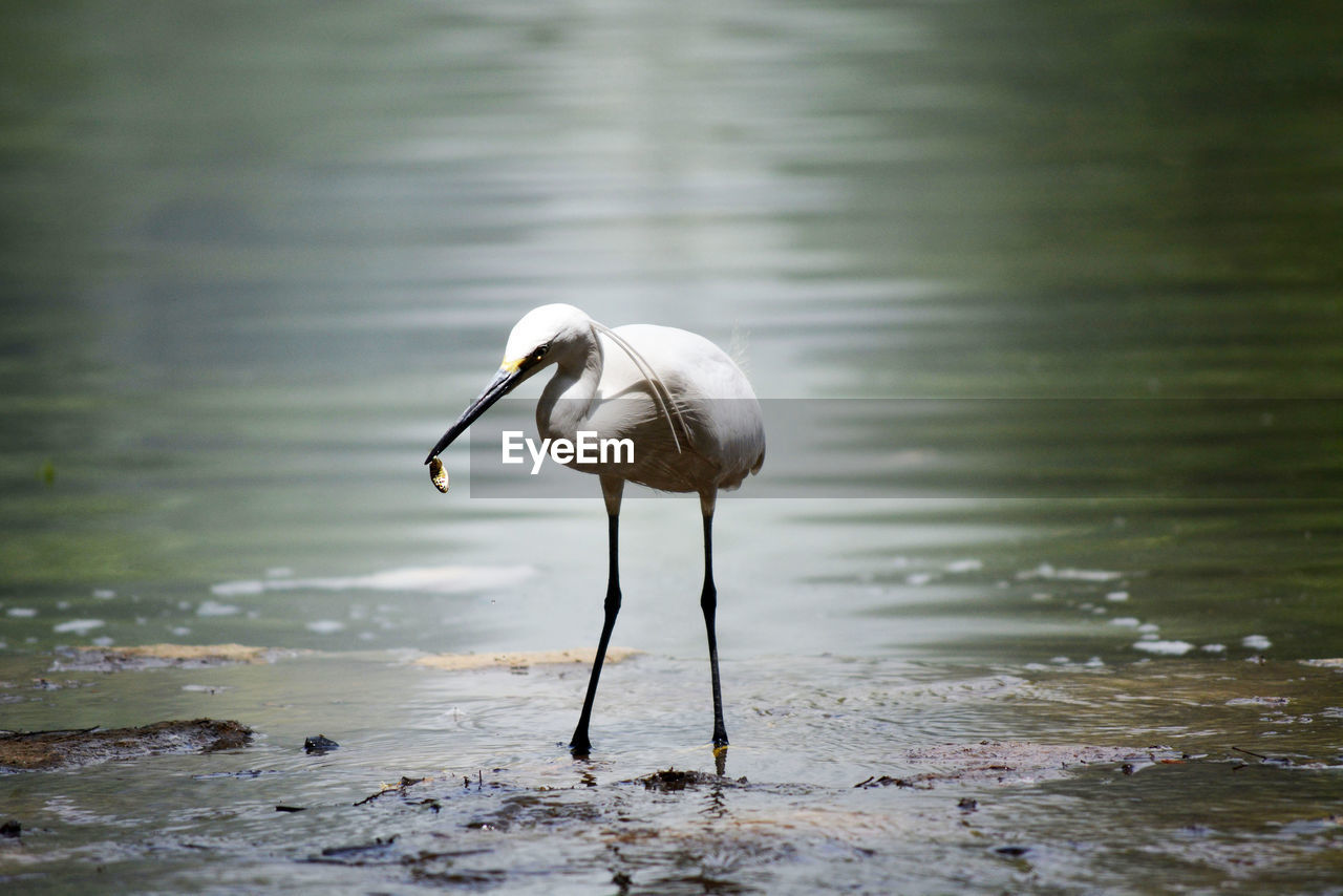 Close-up of egret in lake