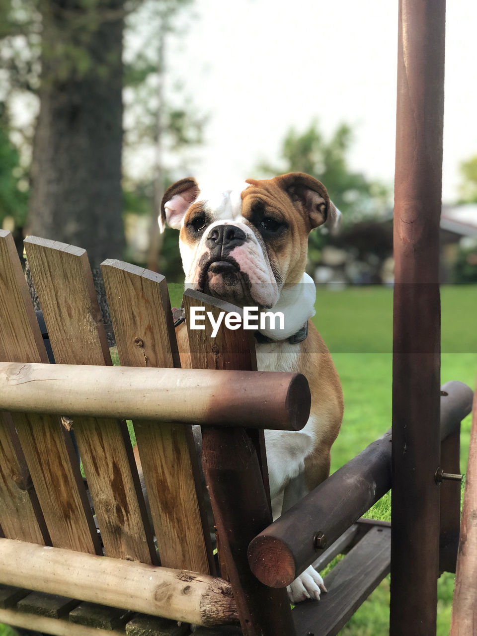 PORTRAIT OF DOG LOOKING AT CAMERA