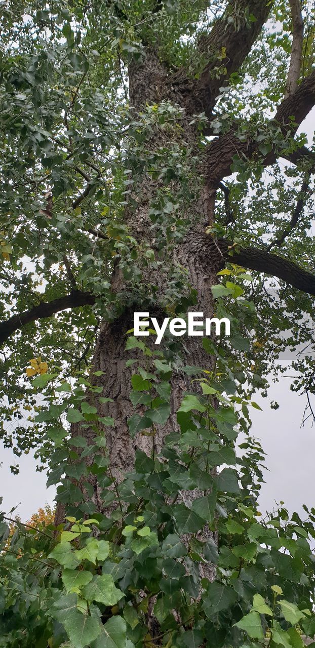 LOW ANGLE VIEW OF TREE AMIDST PLANTS IN FOREST