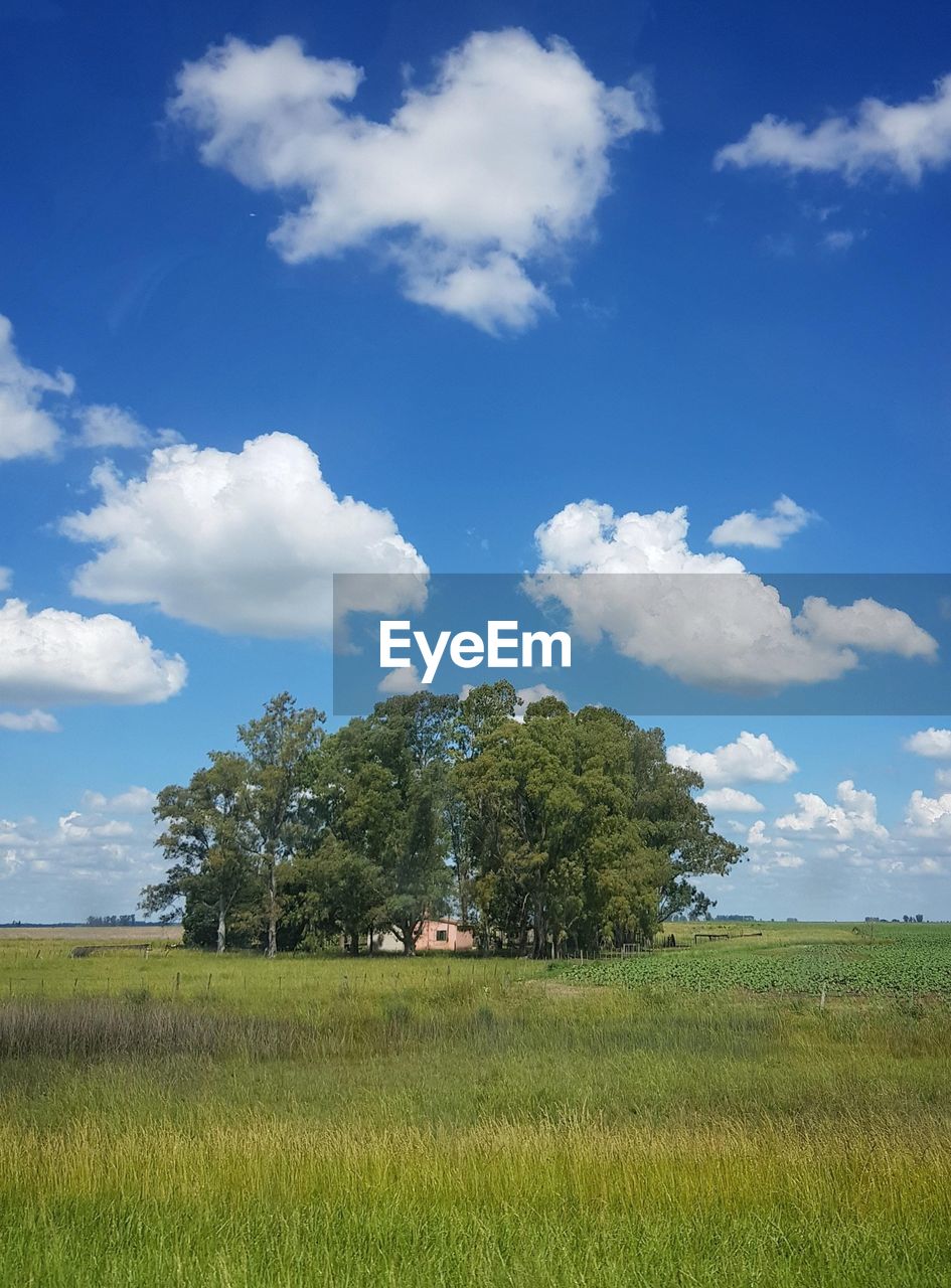 TREES GROWING IN FIELD