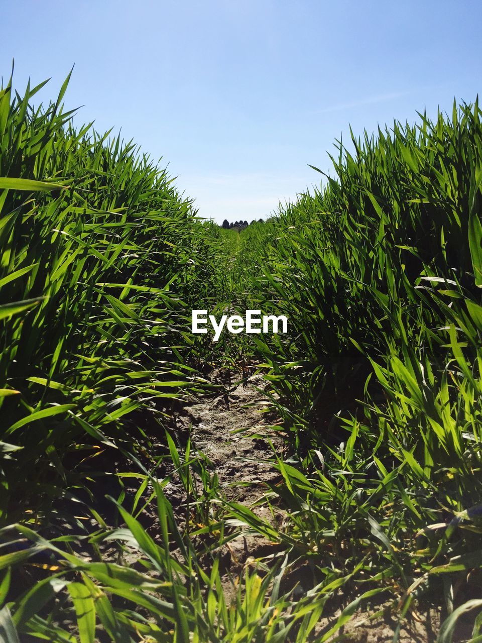 Grass growing on field against clear sky