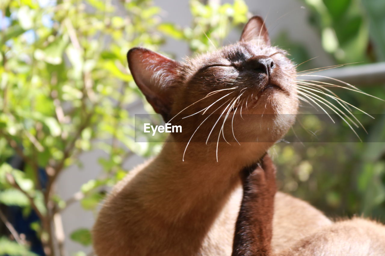 Close-up of cat scratching against plants