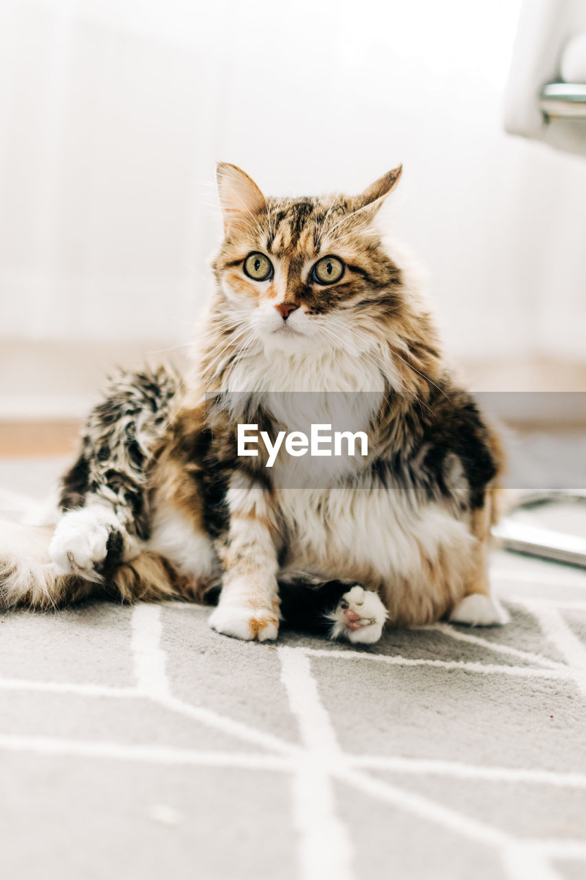 Portrait of cat sitting on tiled floor