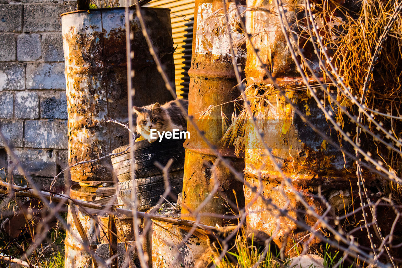 high angle view of tree trunk