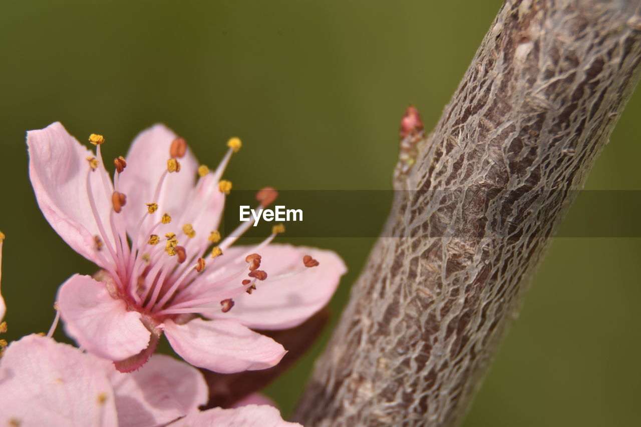 CLOSE-UP OF PINK CHERRY BLOSSOM ON TREE