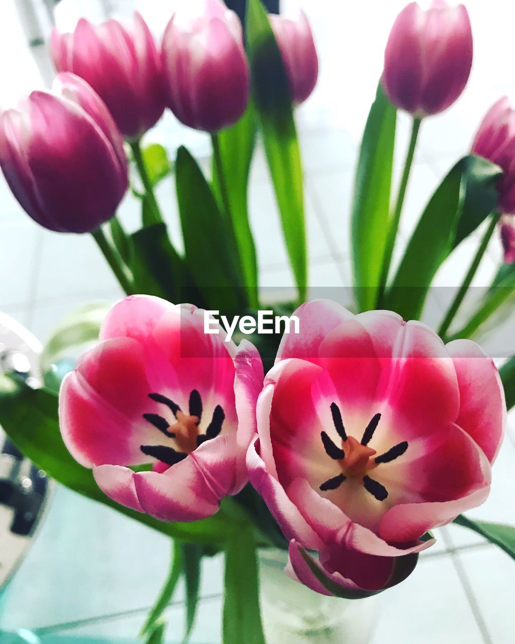 Close-up of pink tulips