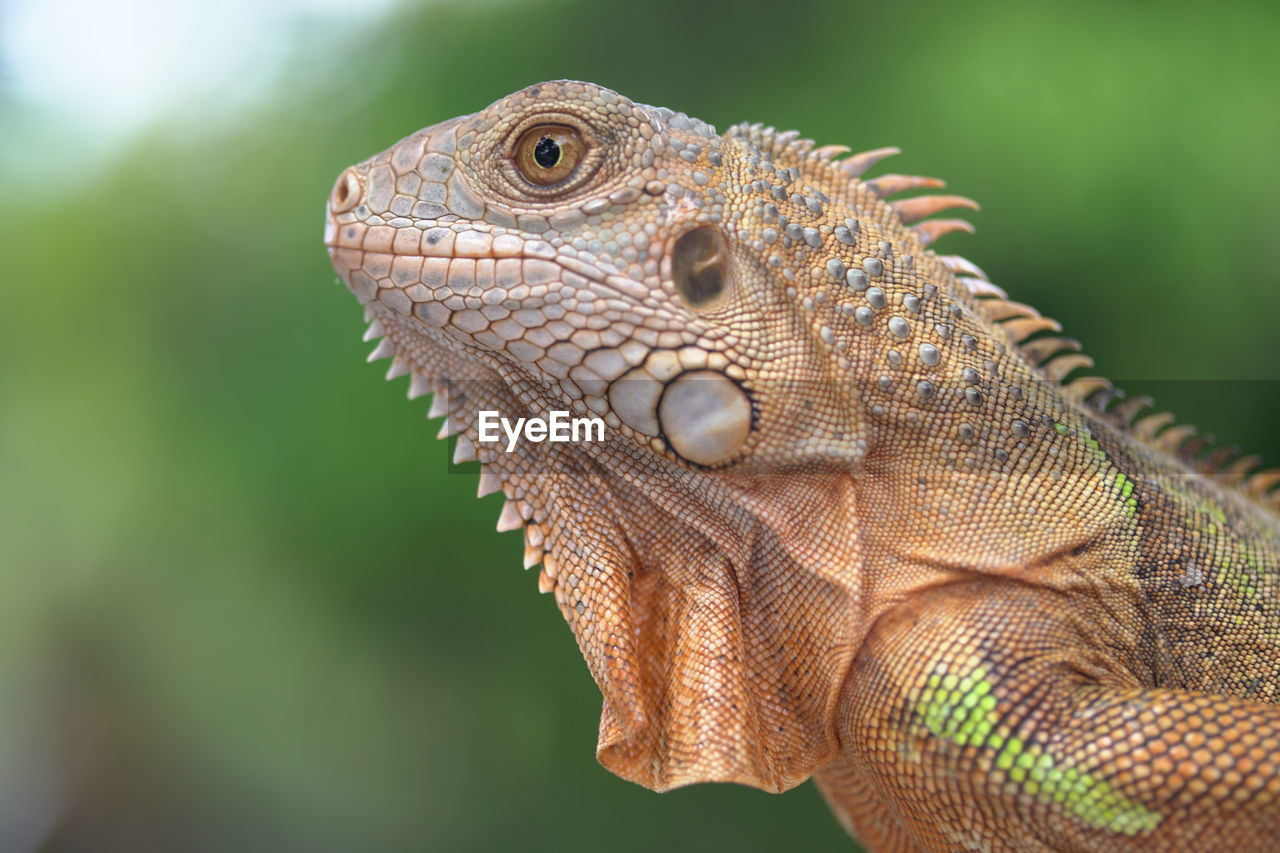 CLOSE-UP OF A REPTILE