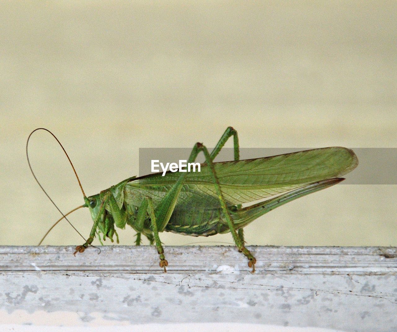 CLOSE-UP OF INSECT