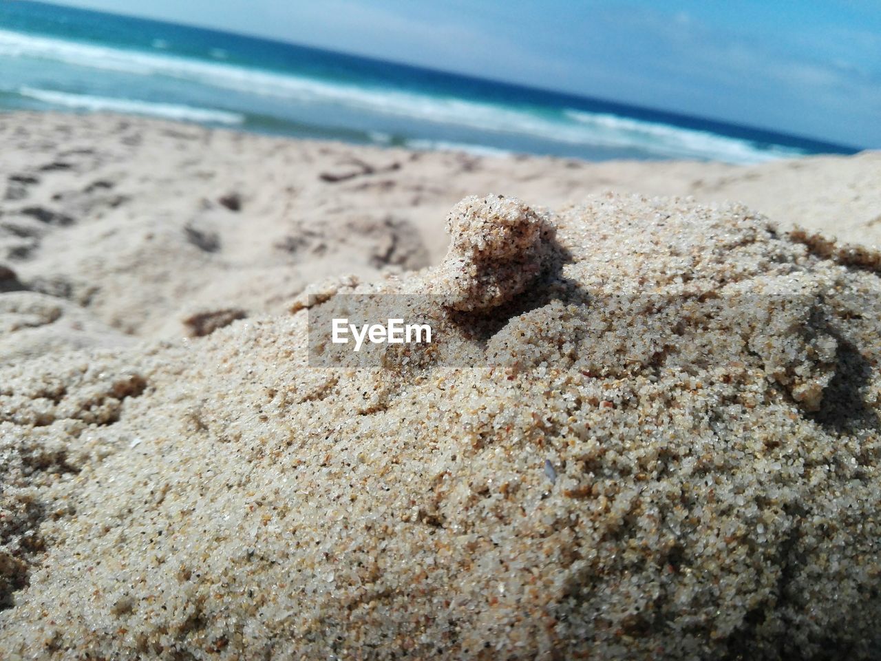 CLOSE-UP OF CRAB ON BEACH