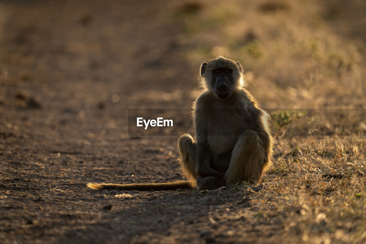 Chacma baboon sits watching camera on track