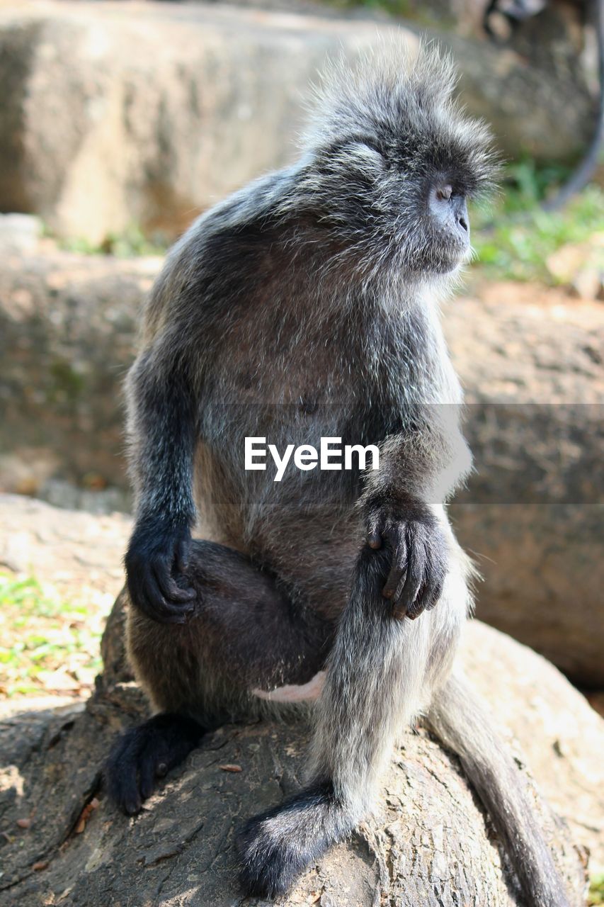 MONKEY SITTING ON ROCK IN ZOO