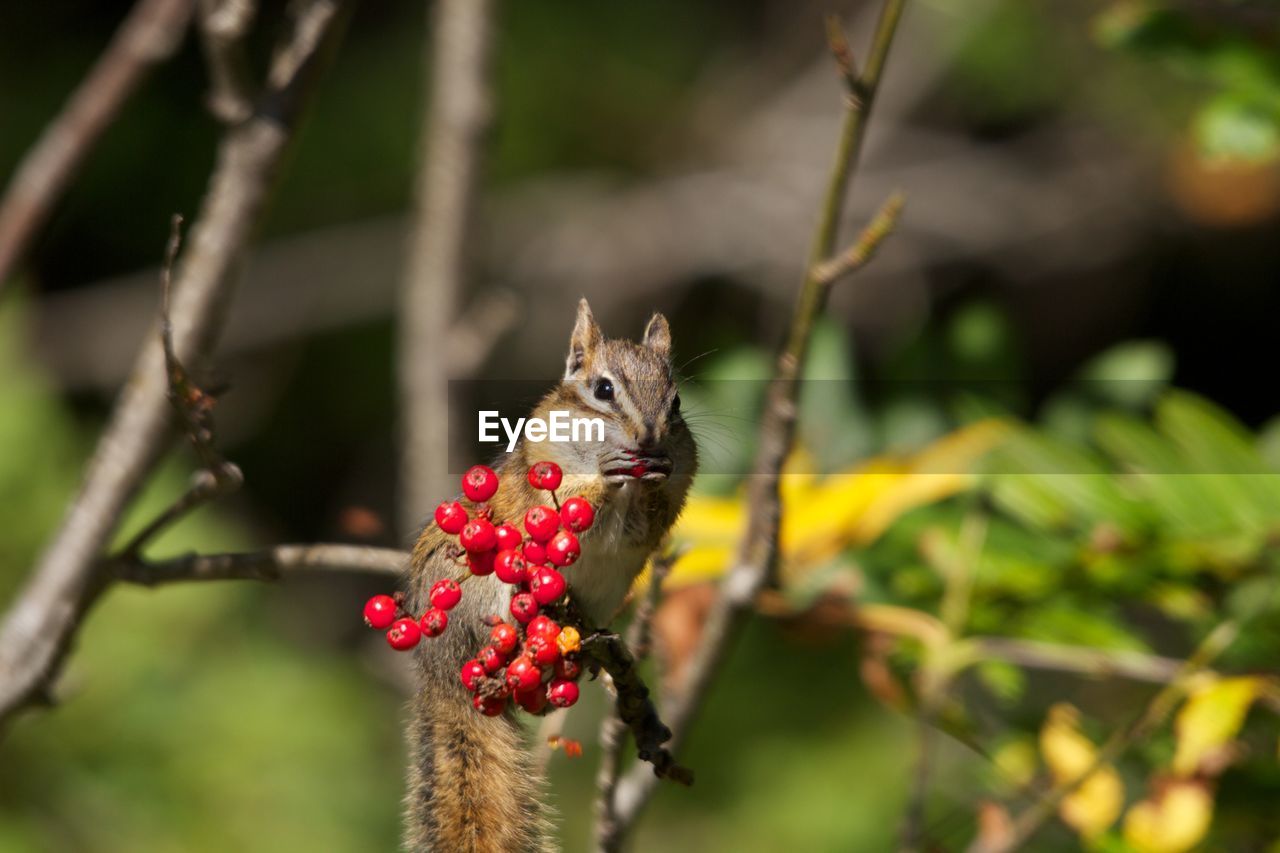 Close-up of squirrel eating fruit on tree