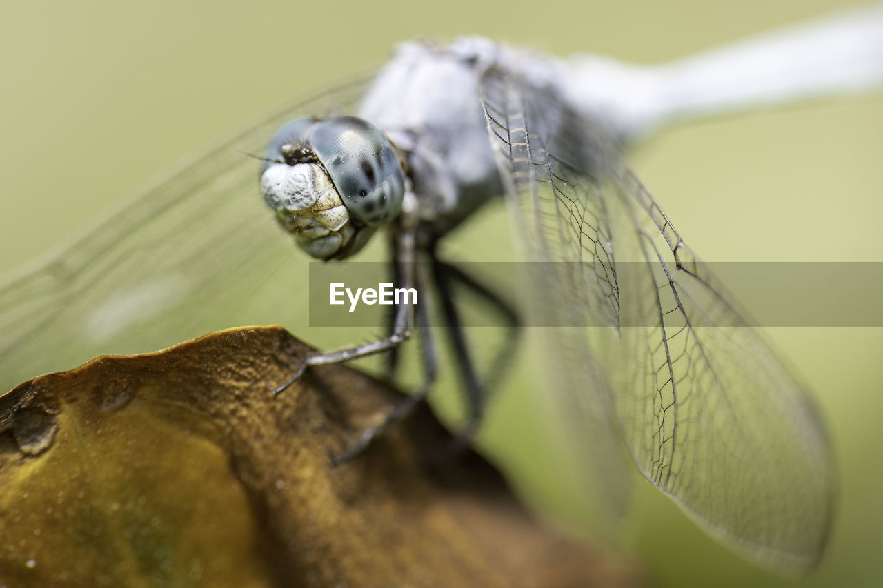 Dragonfly in macro photography