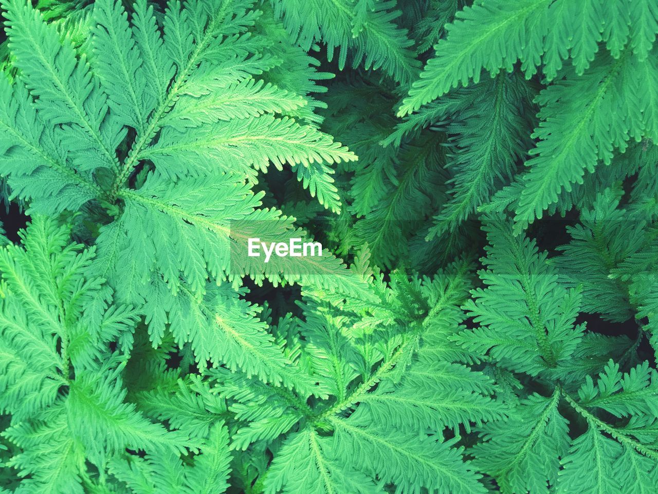 FULL FRAME SHOT OF GREEN LEAVES