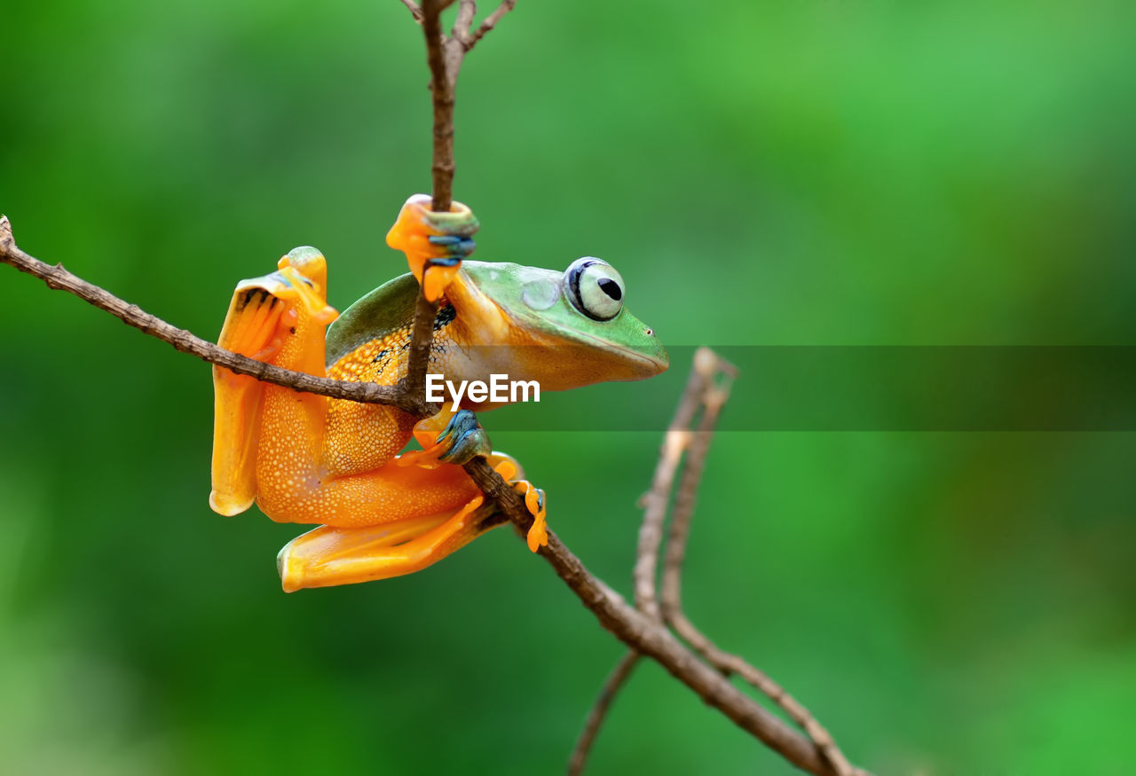 CLOSE-UP OF GRASSHOPPER