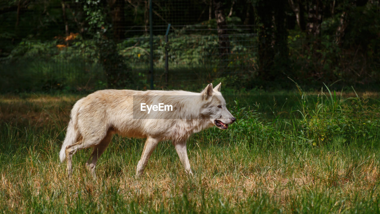 SIDE VIEW OF A CAT WALKING ON GRASS