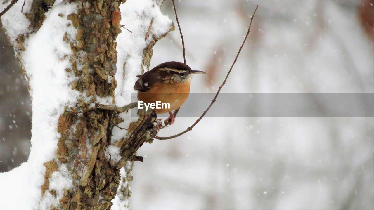 BIRD PERCHING ON A SNOW