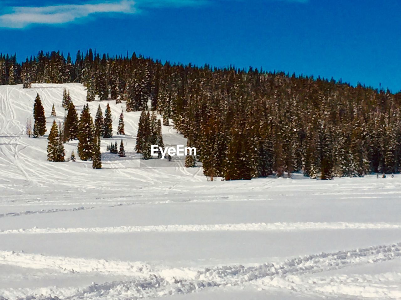 PINE TREES ON SNOW COVERED LAND