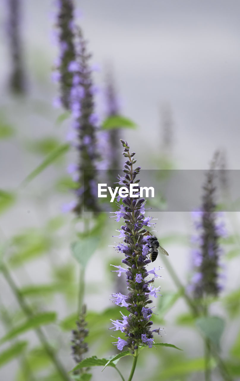plant, flower, flowering plant, beauty in nature, purple, nature, freshness, growth, lavender, close-up, fragility, no people, macro photography, selective focus, environment, land, botany, herb, food, medicine, outdoors, focus on foreground, field, tranquility, blossom, herbal medicine, flower head, food and drink, day, inflorescence, tree, landscape, springtime, scenics - nature, animal wildlife, plant stem, grass, summer, petal, wildflower, healthcare and medicine, defocused, tranquil scene