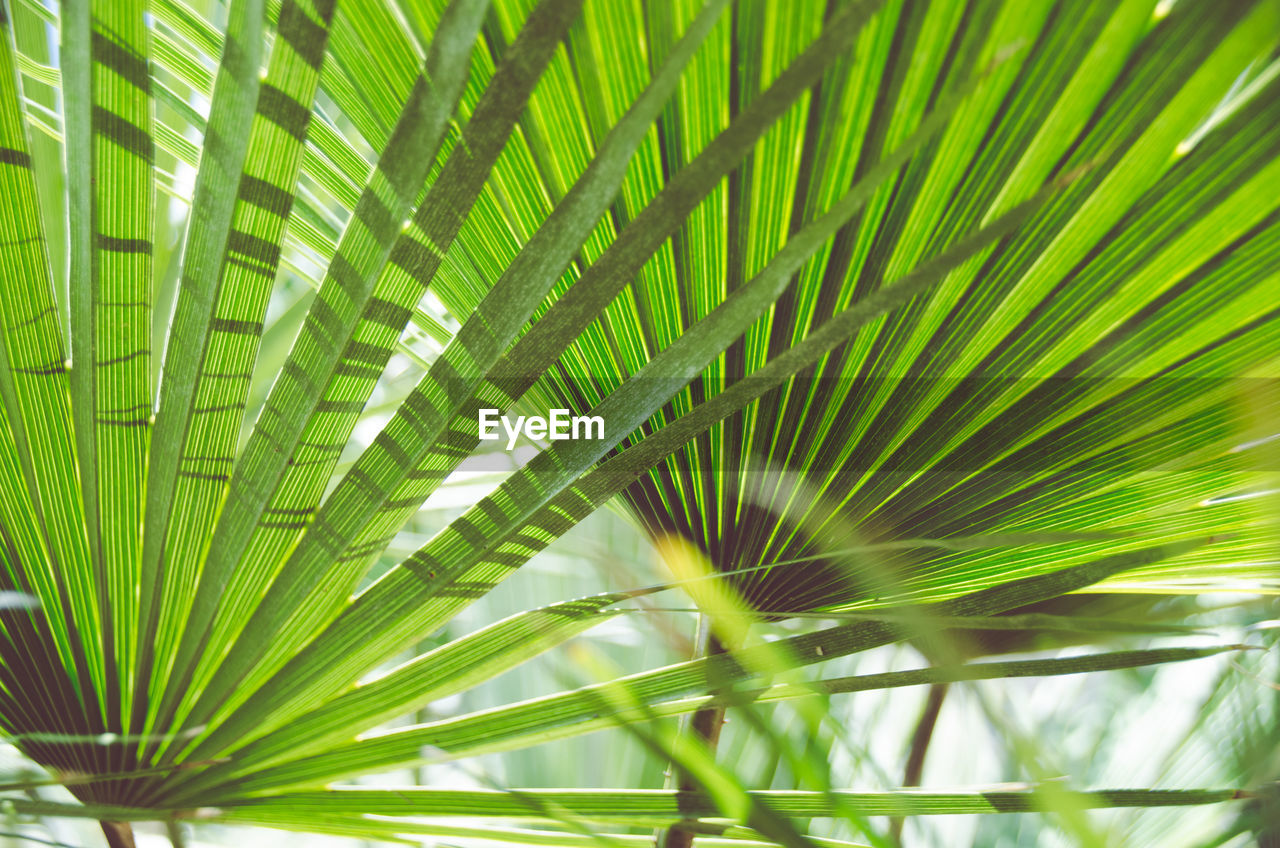 Close-up of palm tree leaves