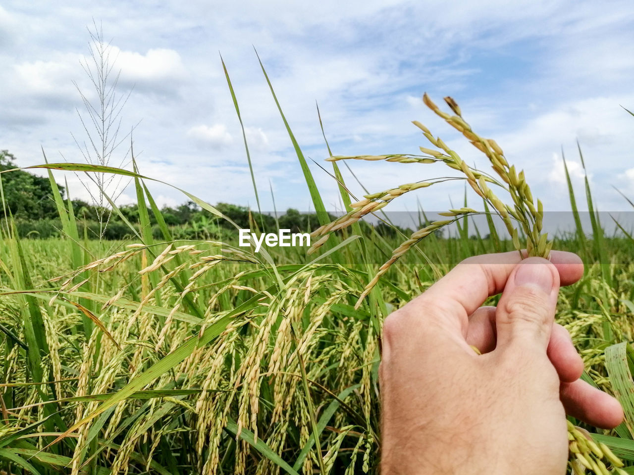 Cropped image of hand holding crops against sky