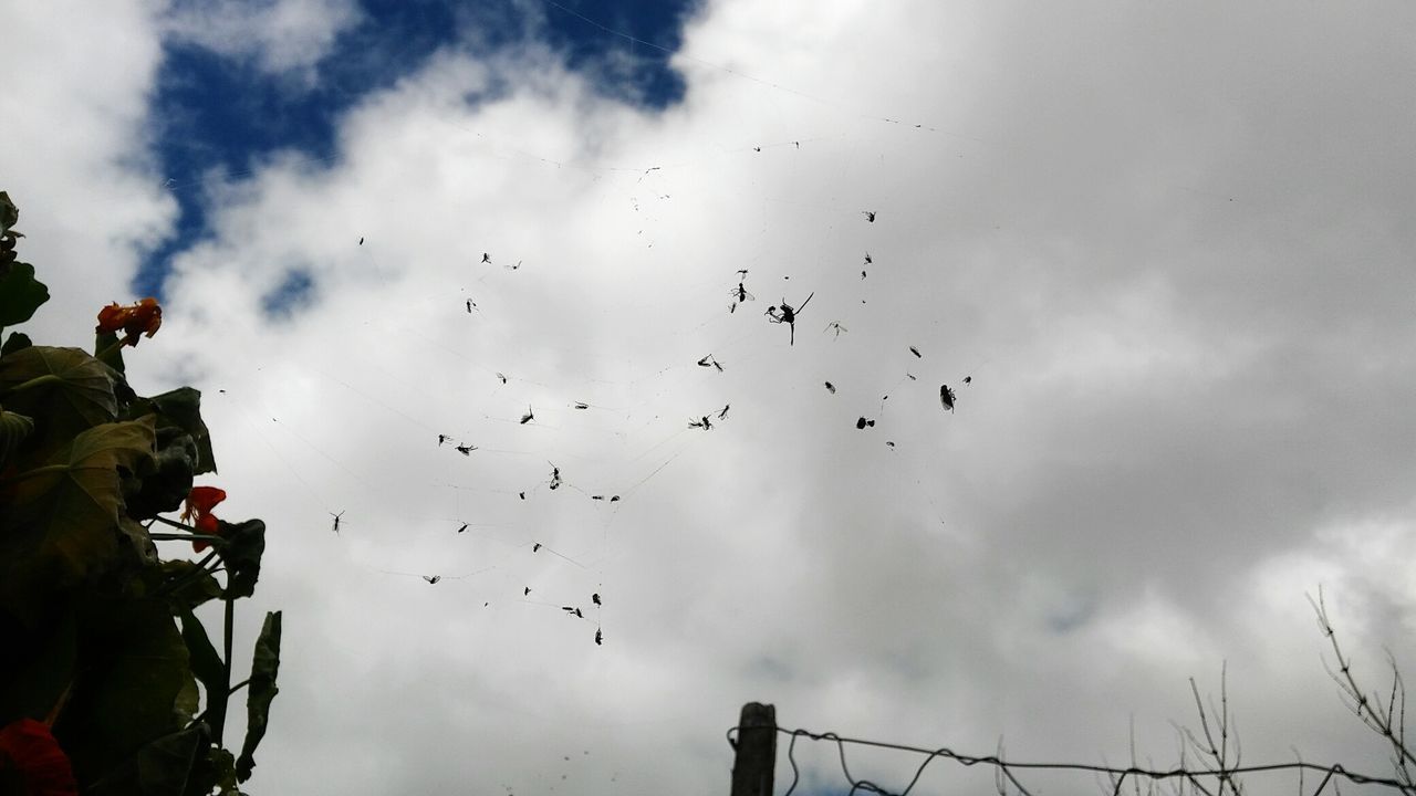 BIRDS FLYING IN SKY