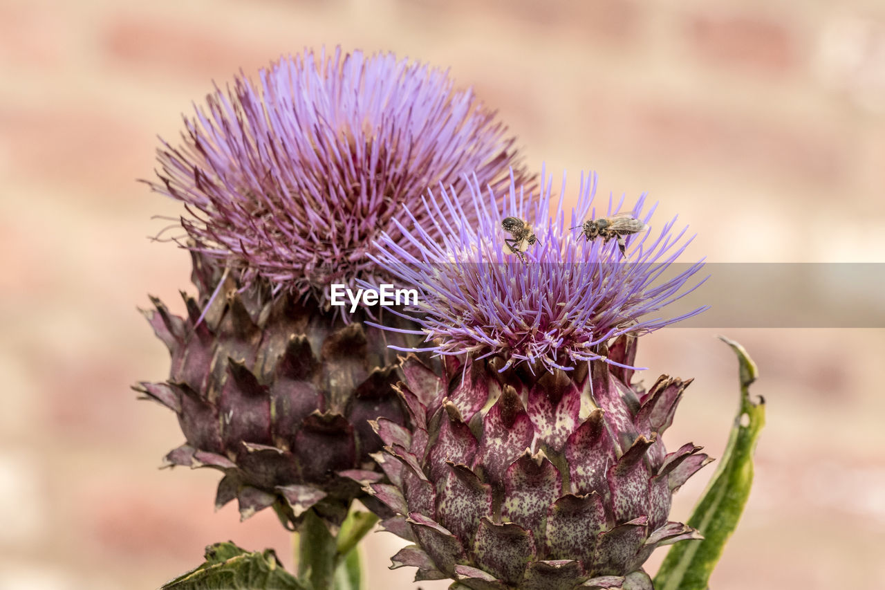 CLOSE-UP OF THISTLE PLANT