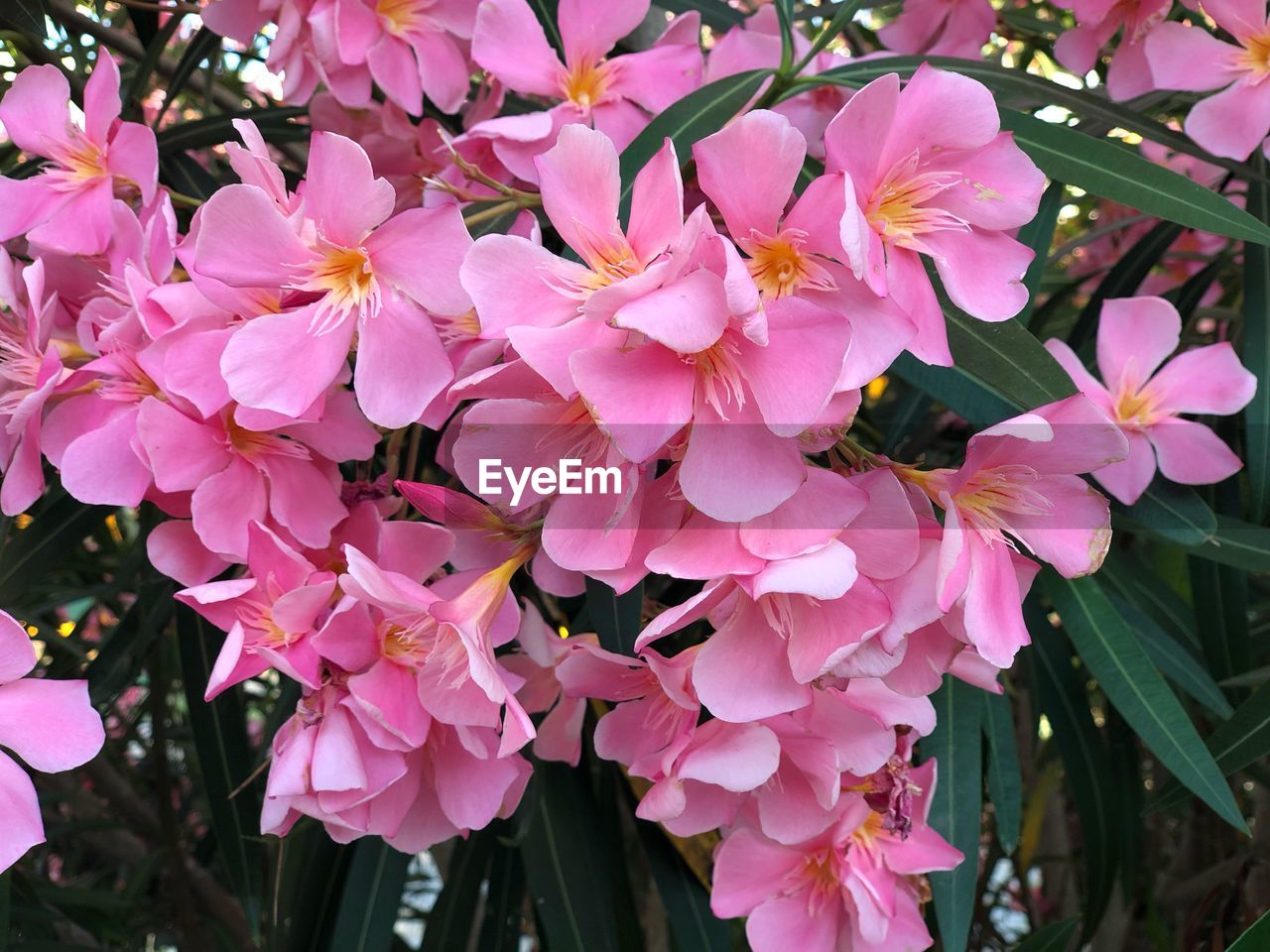 CLOSE-UP OF PINK FLOWERS ON PLANT