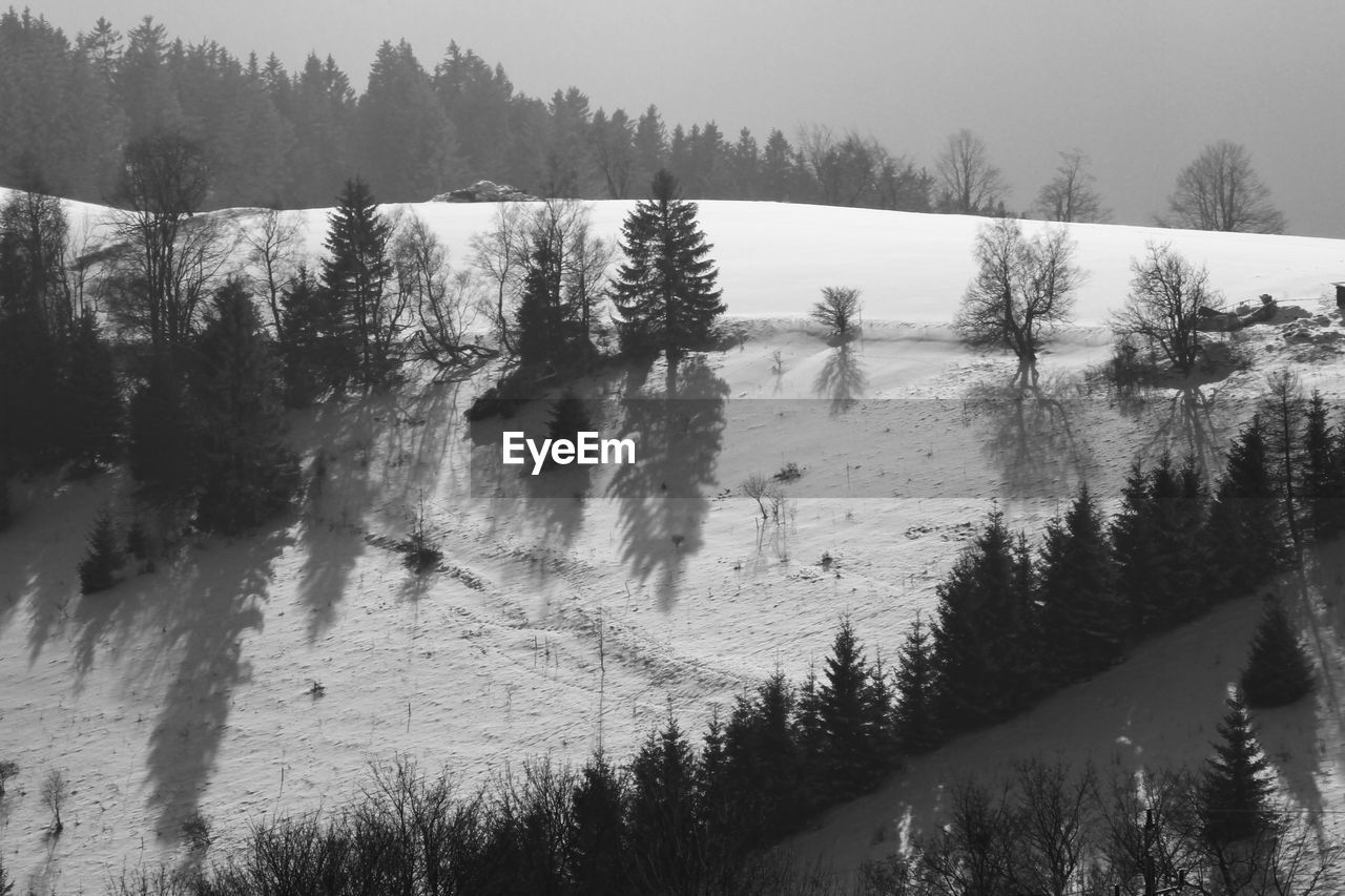 PANORAMIC VIEW OF TREES IN FOREST DURING WINTER