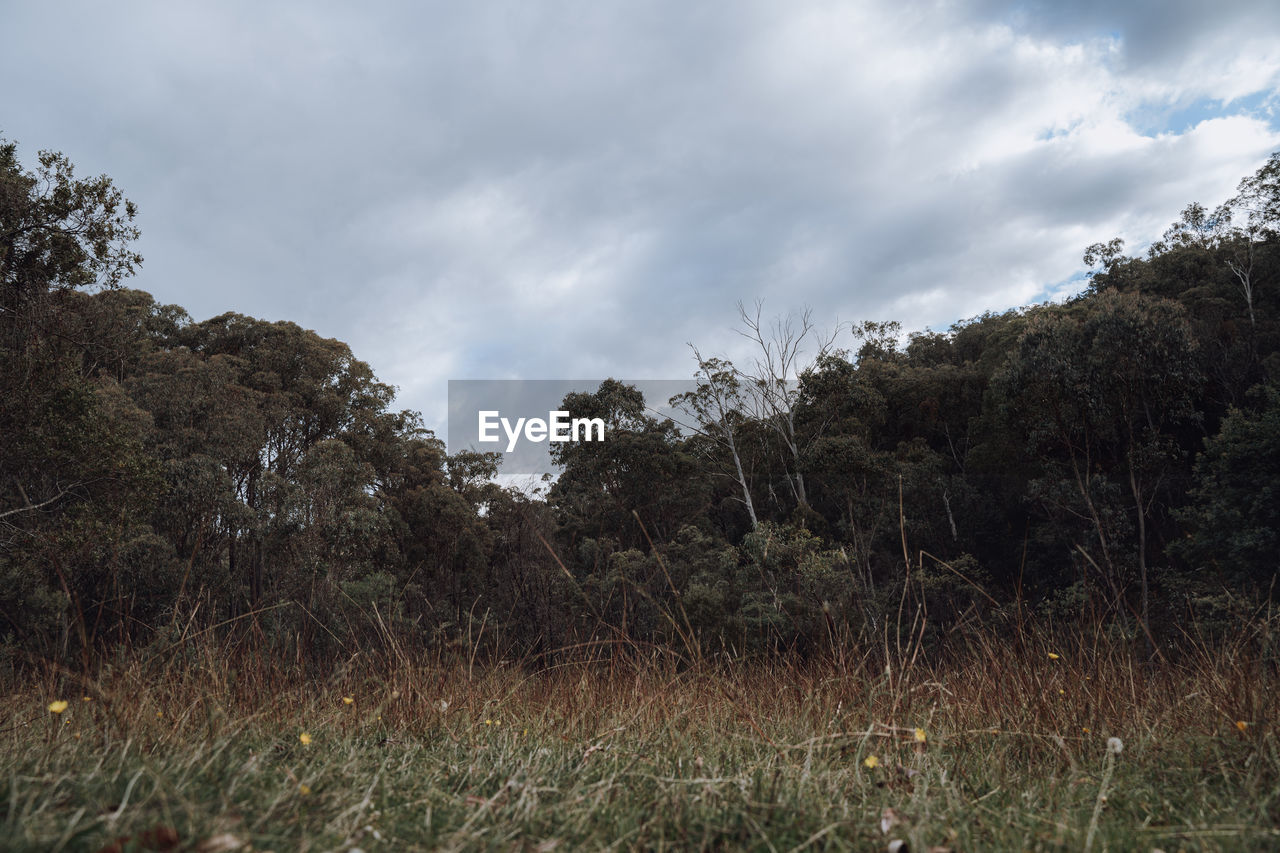 TREES GROWING IN FIELD AGAINST SKY