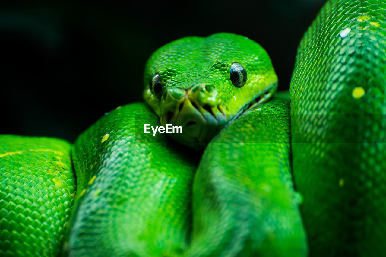 Close-up of green snake at zoo