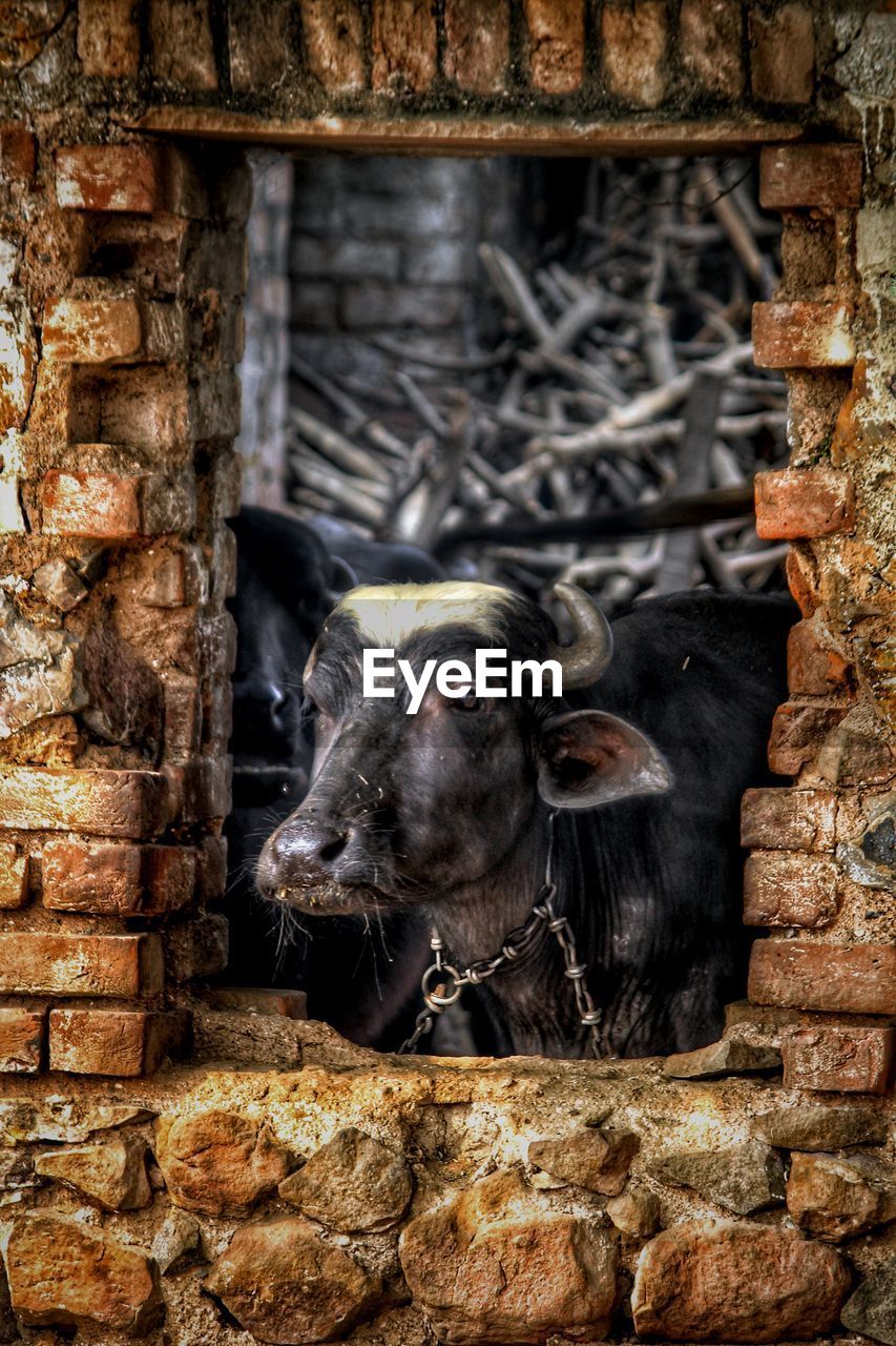 PORTRAIT OF SHEEP