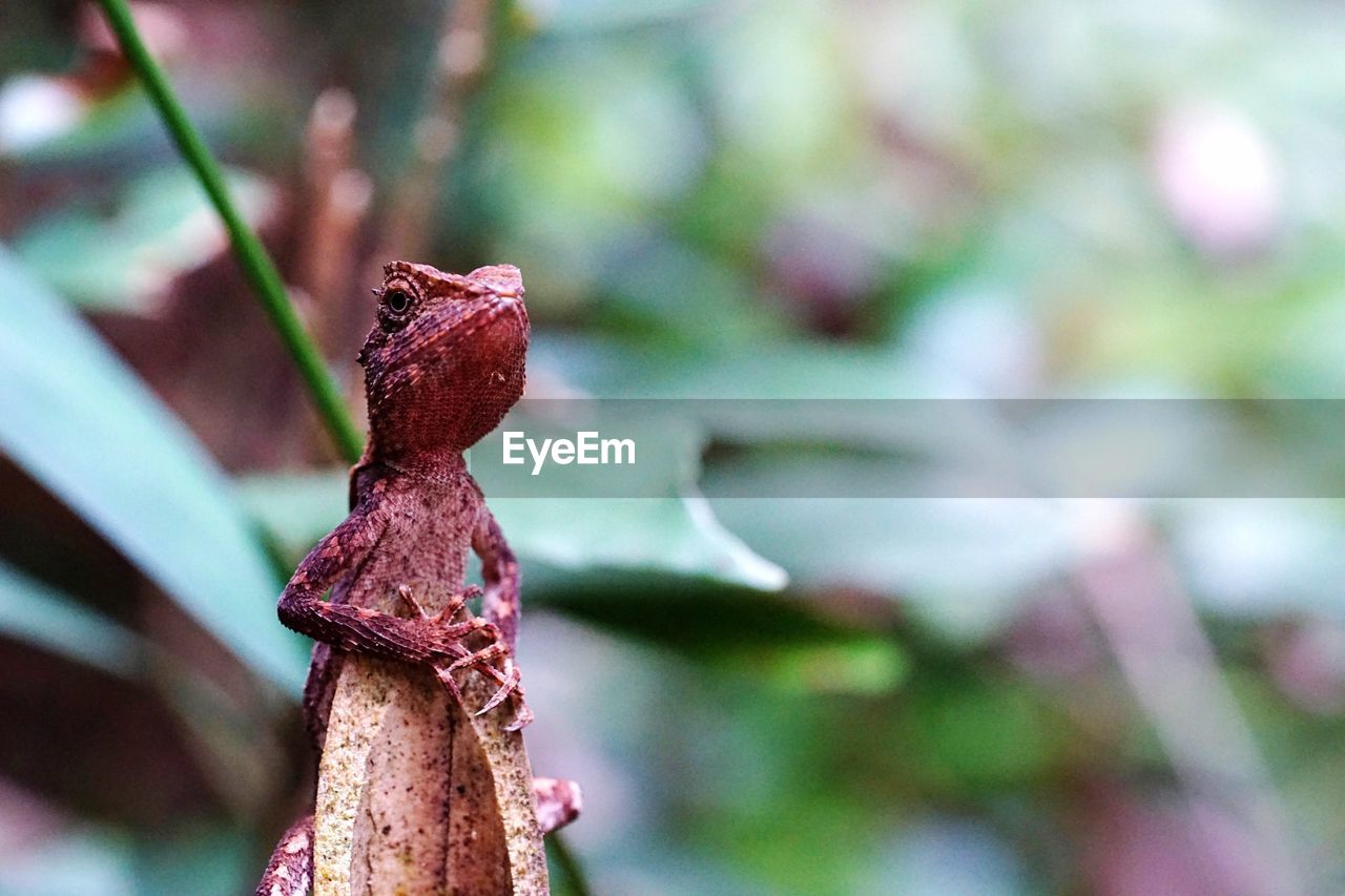 CLOSE UP OF LEAF