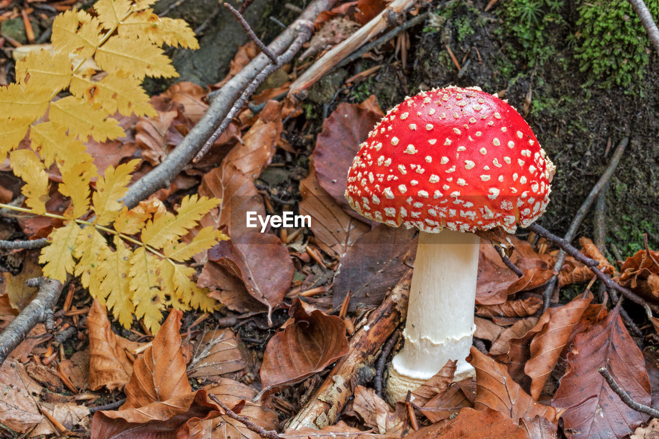 Close-up of fly agaric mushroom