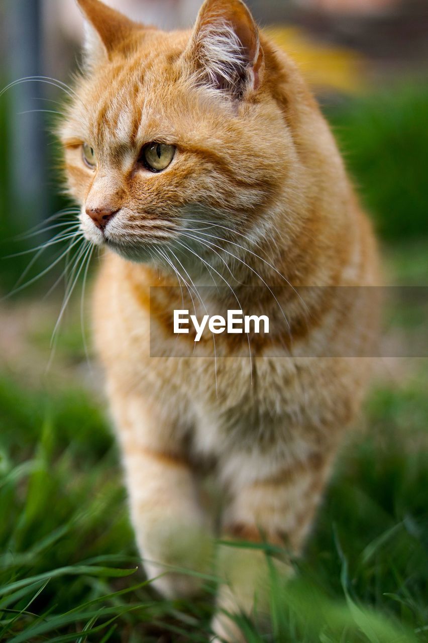 CLOSE-UP OF CAT SITTING IN GRASS