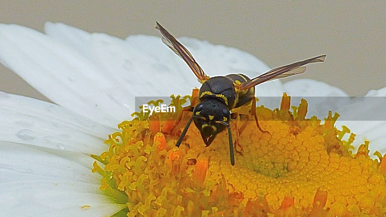 CLOSE-UP OF YELLOW FLOWER