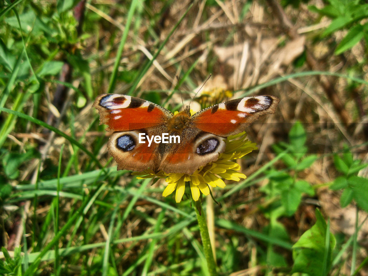 CLOSE-UP OF BUTTERFLY ON GRASS