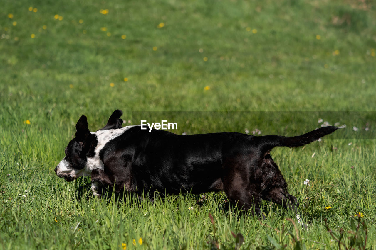 BLACK DOG LYING ON GRASS