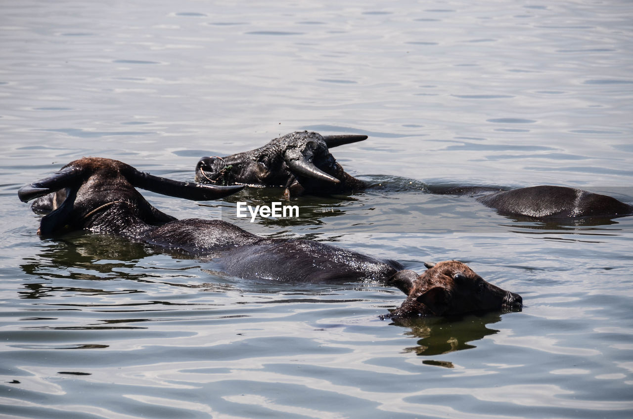 Buffaloes swimming in lake