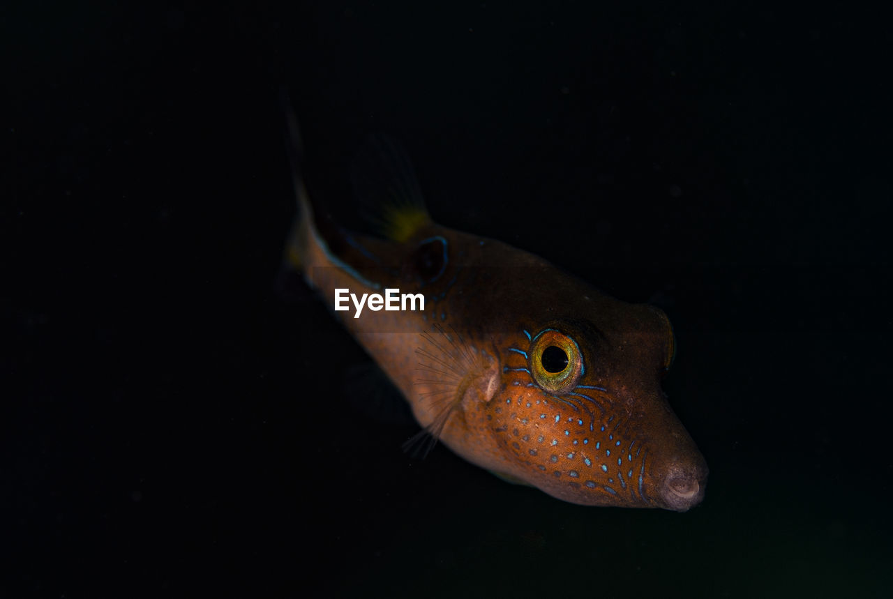 CLOSE-UP OF FISH SWIMMING