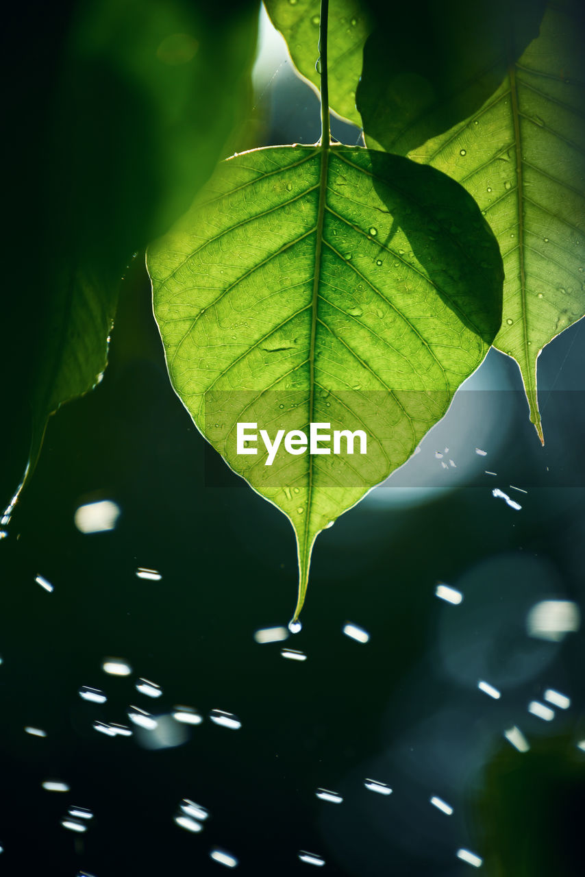 CLOSE-UP OF WET MAPLE LEAVES ON PLANT