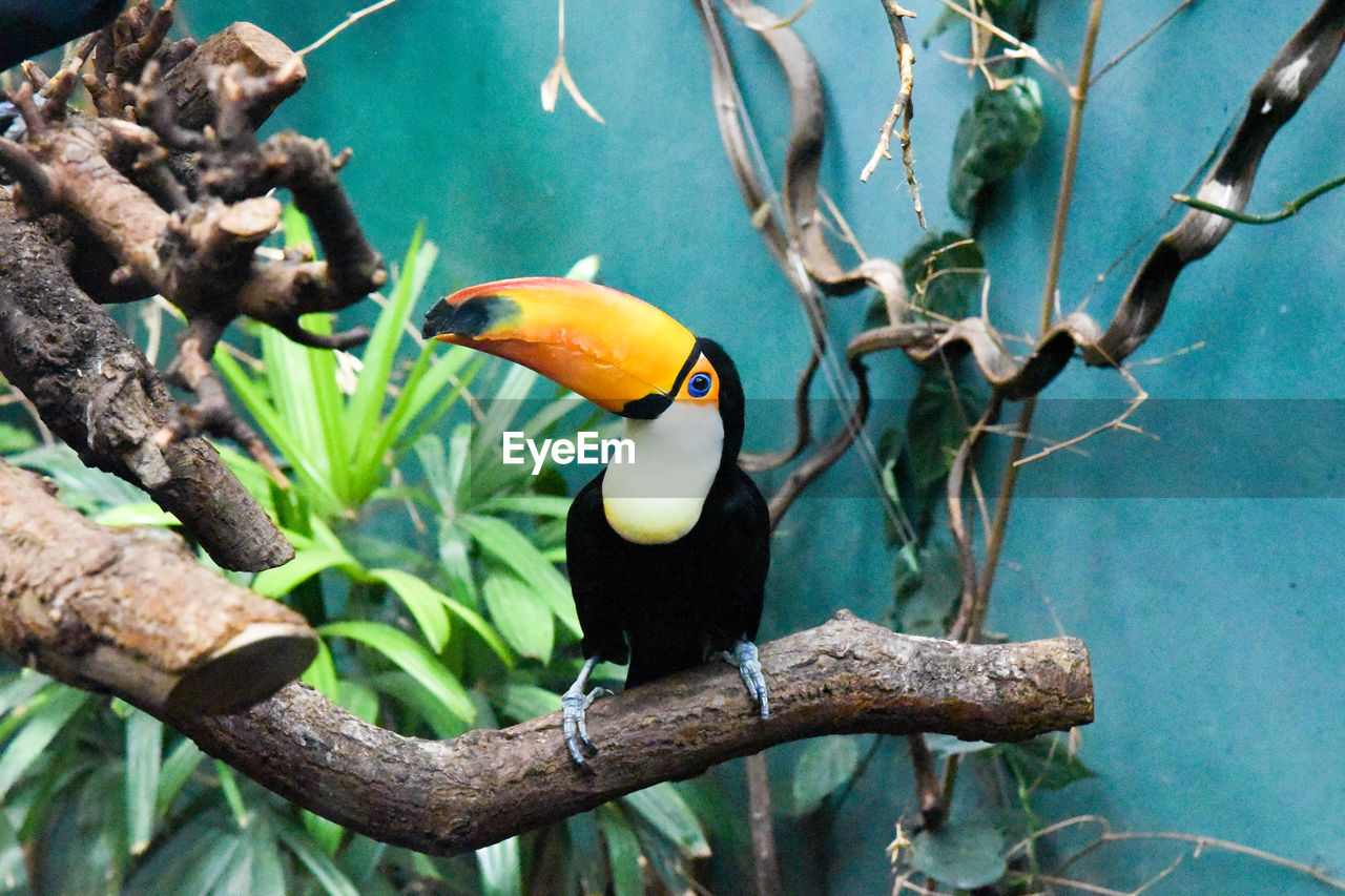 BIRD PERCHING ON BRANCH