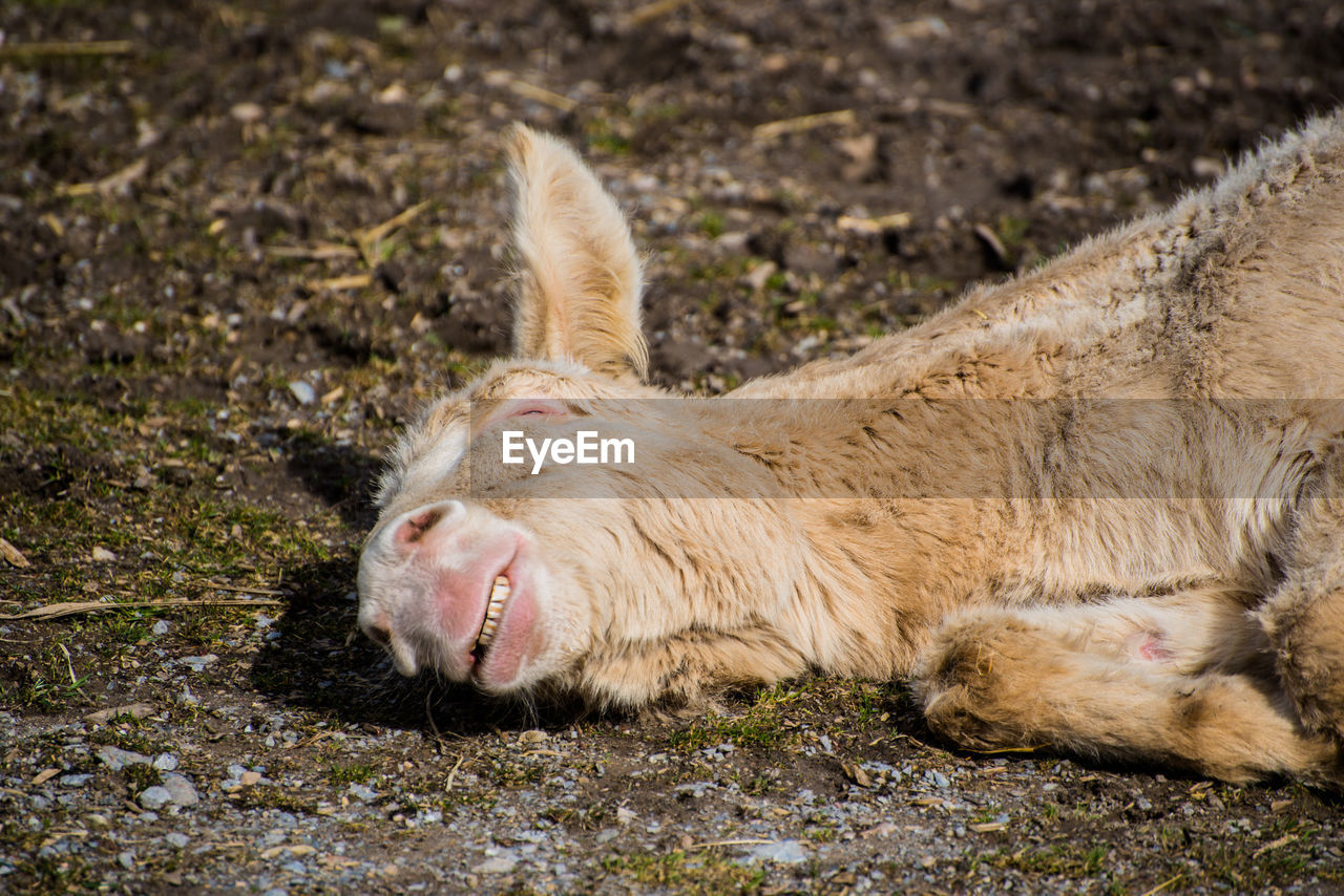 Donkey lying on ground