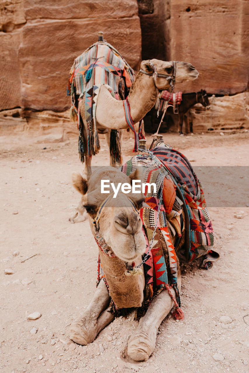 Close-up portrait of camel on land