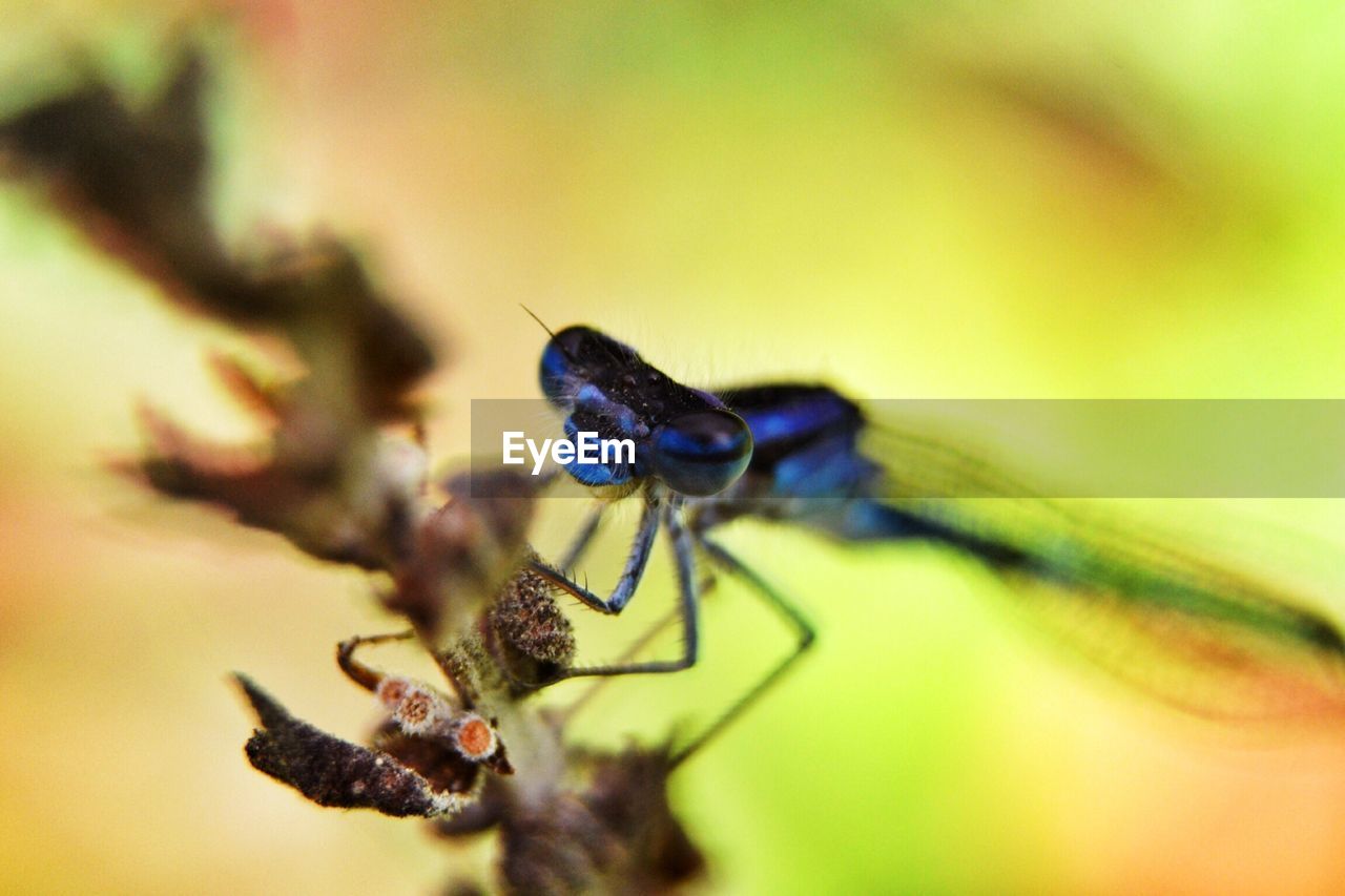 Close-up of dragonfly on plant