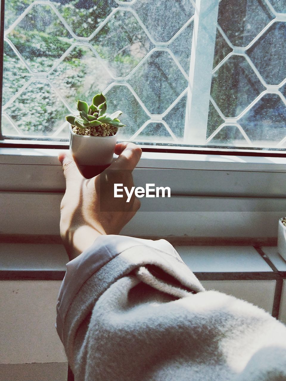 Cropped hand placing houseplant on window sill at home