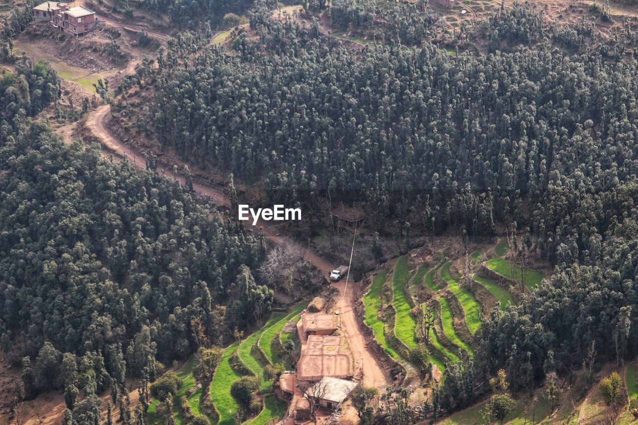 High angle view of trees in forest